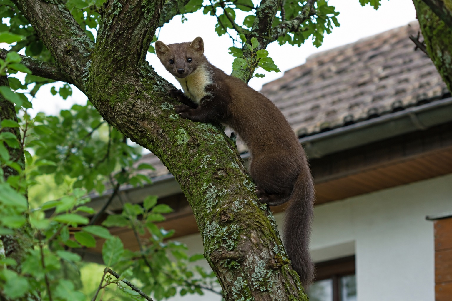 🦝 Jak se zbavit kuny na půdě, ve střeše nebo v autě – kompletní průvodce 2026