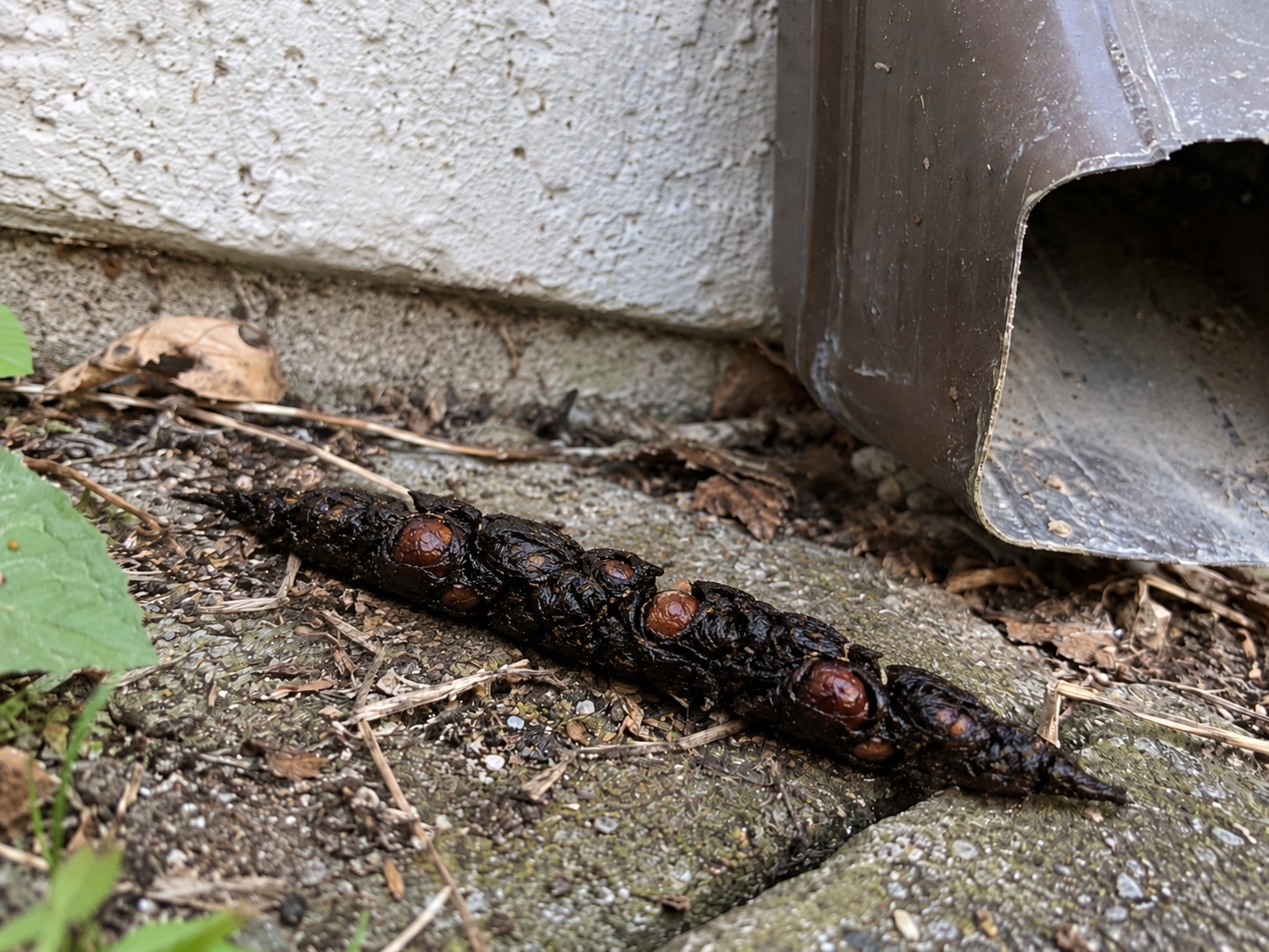 💩 Jak poznat trus kuny a nezaměnit ho s potkanem nebo kočkou